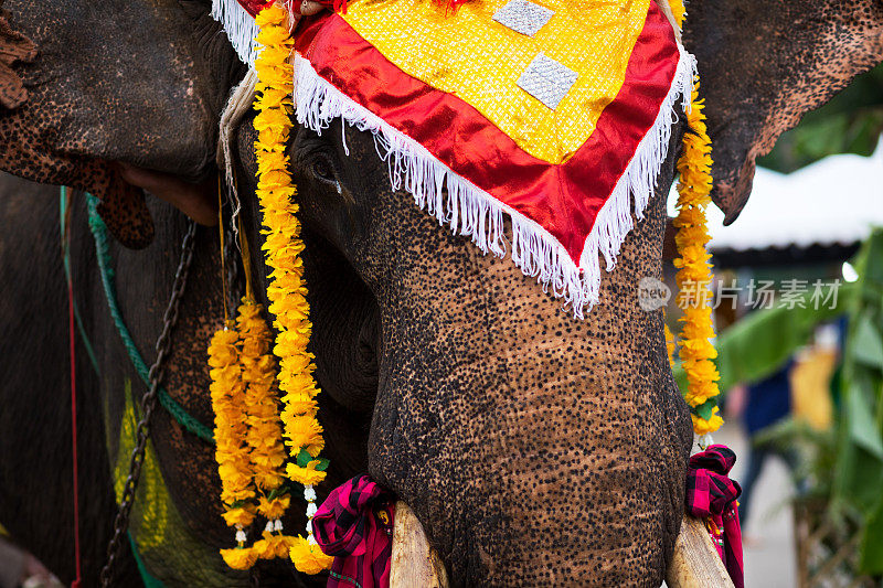 泰国大象的画像