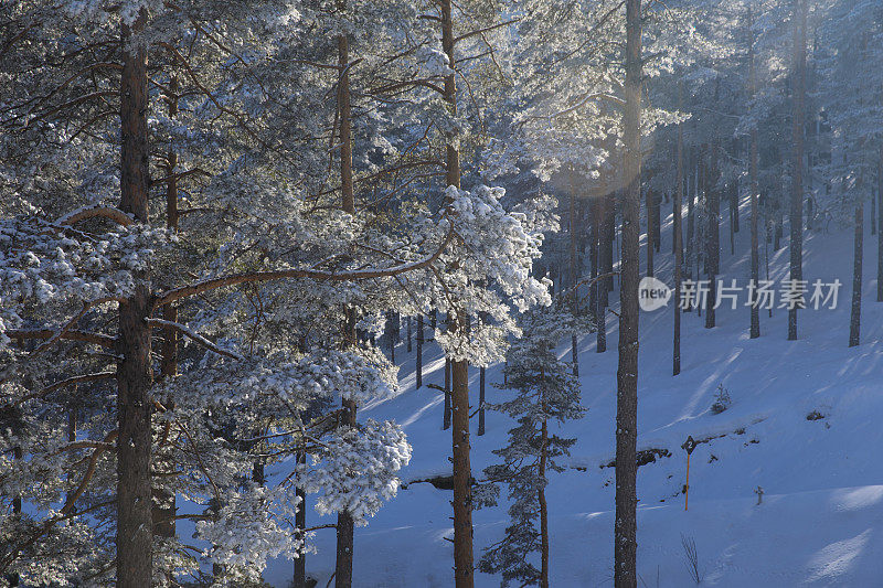 冬针叶林雪松。山顶的高山景观。阿尔卑斯山滑雪区。欧洲滑雪胜地。