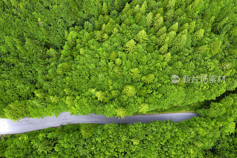 森林中道路的无人机鸟瞰图