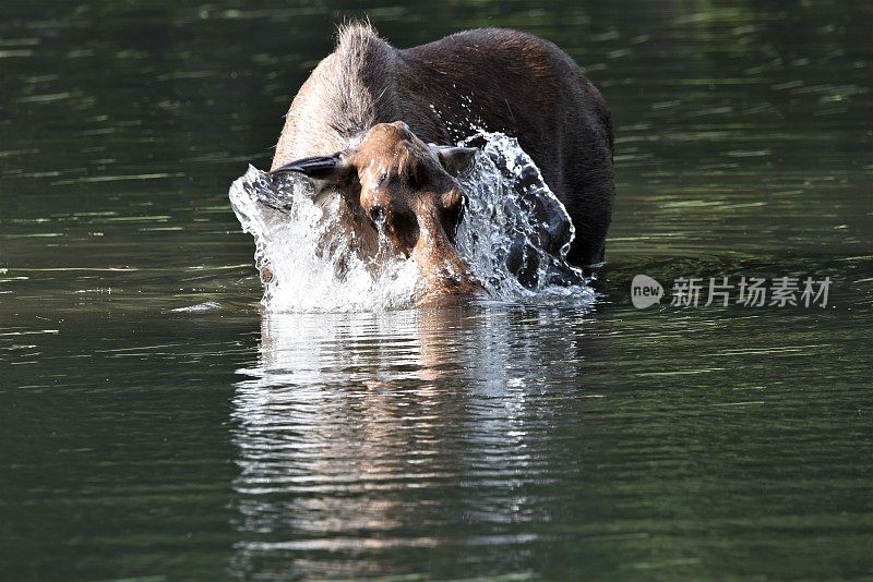 雌性麋鹿提要