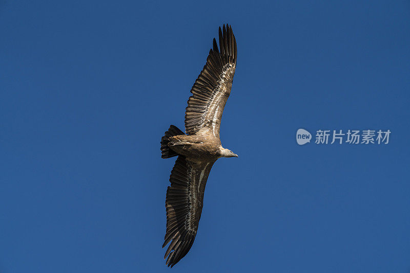 一只兀鹫在晴朗的蓝天上飞翔