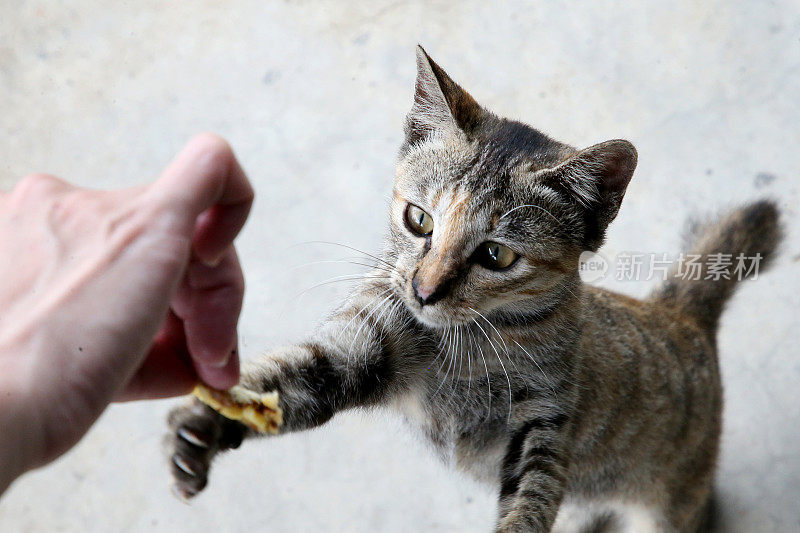 吃饭的时间到了!Meowwww……