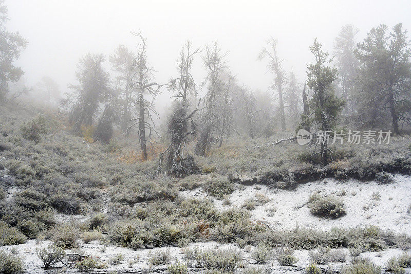 雪和雾中柔软的松树，爱达荷州的月球国家纪念碑火山口