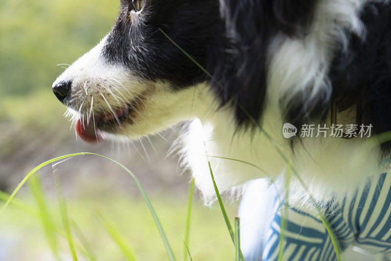 边境牧羊犬在户外玩耍