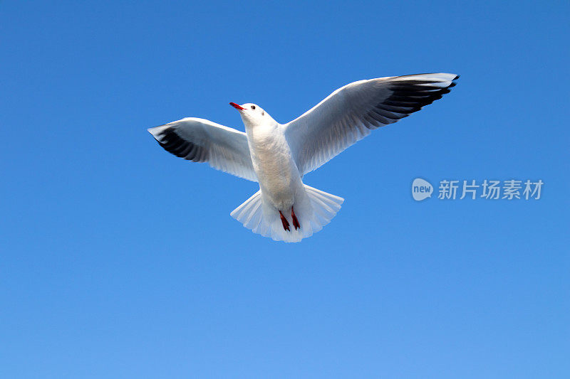 海鸥在湛蓝的天空中飞翔