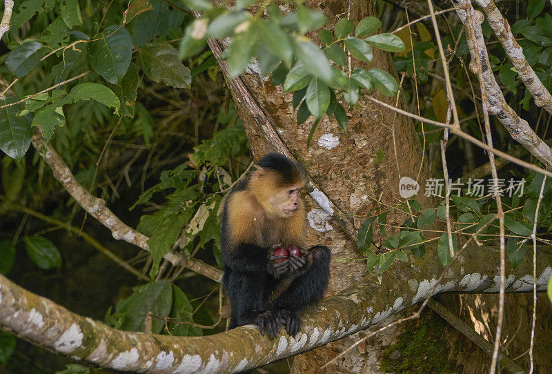 可爱的野生白喉卷尾猴，在中美洲巴拿马的甘博亚国家公园