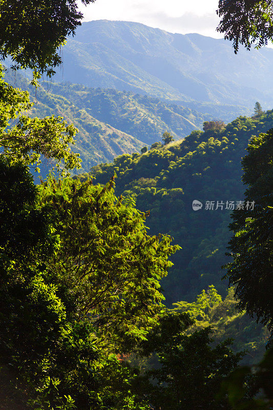 牙买加的蓝山