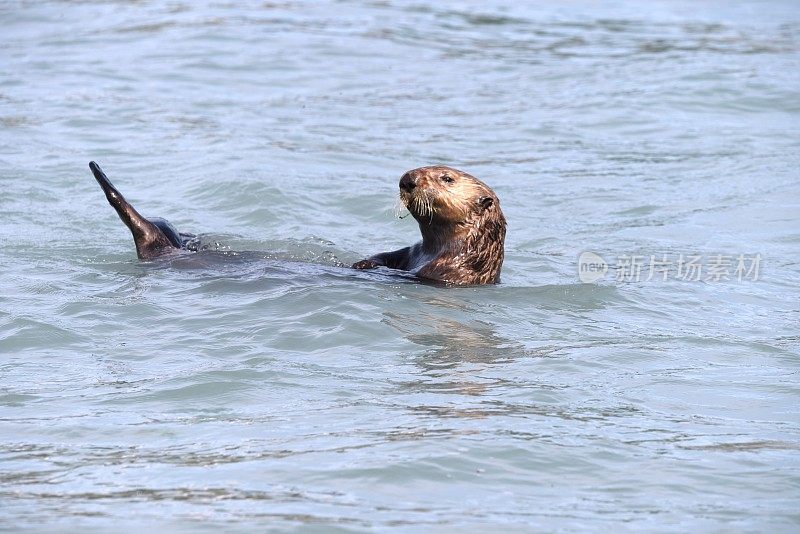 海獭休息室