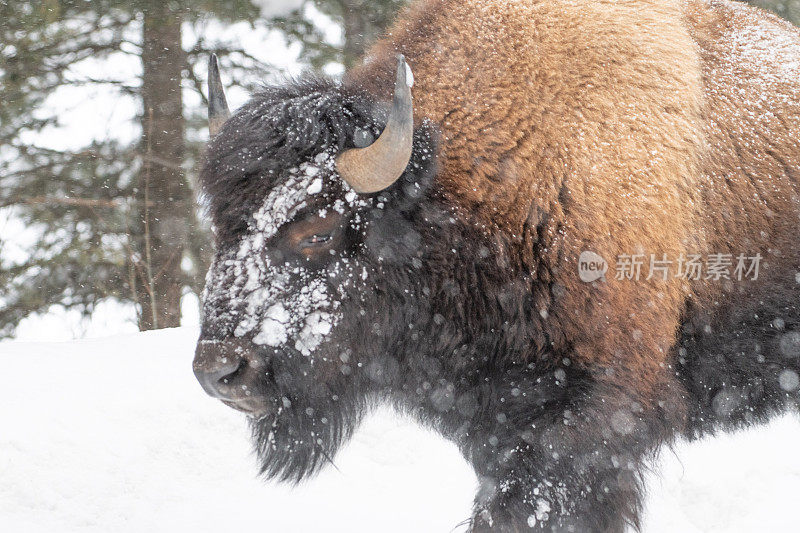 冬天被雪覆盖的黄石公园向西移动的野牛