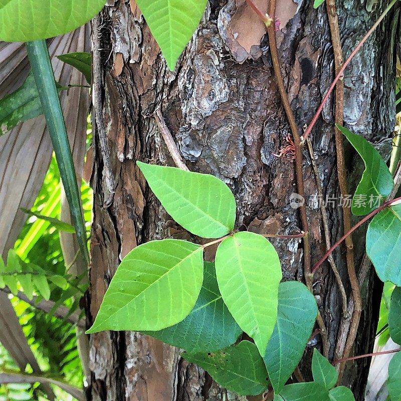 松树上的毒葛植物的特写