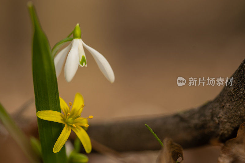 伯利恒的一颗黄色星星和森林里的雪花莲