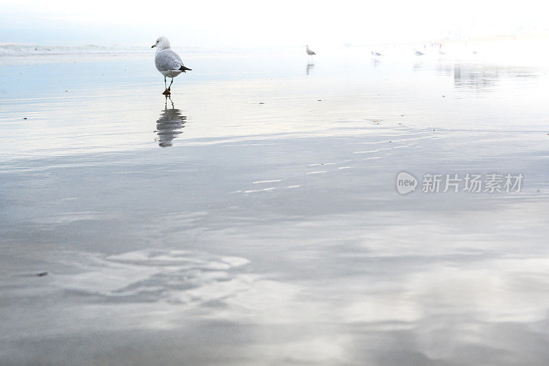 海鸥在海滩上漫步