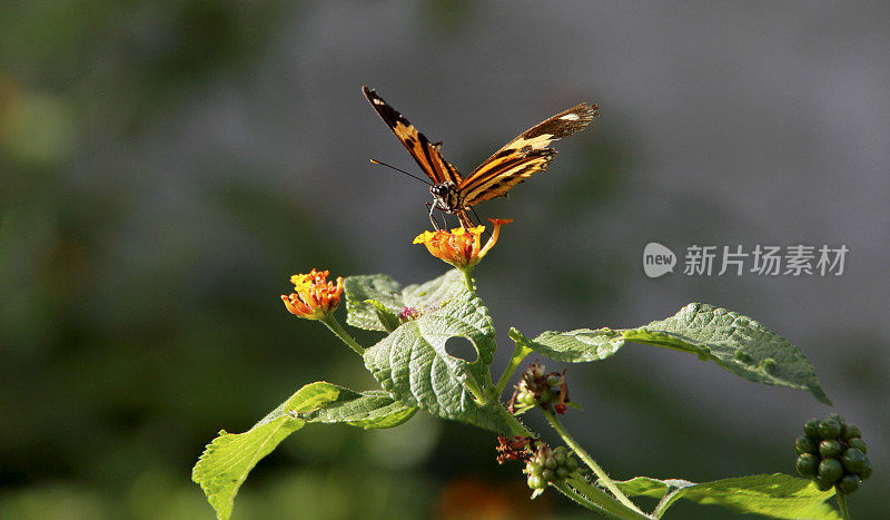 萨尔瓦多花园中的蝴蝶