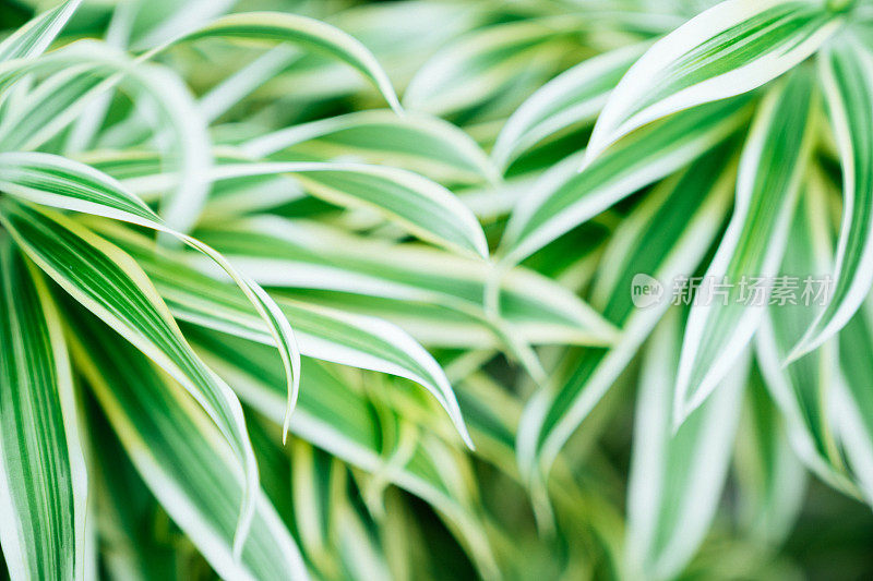 热带植物叶片背景