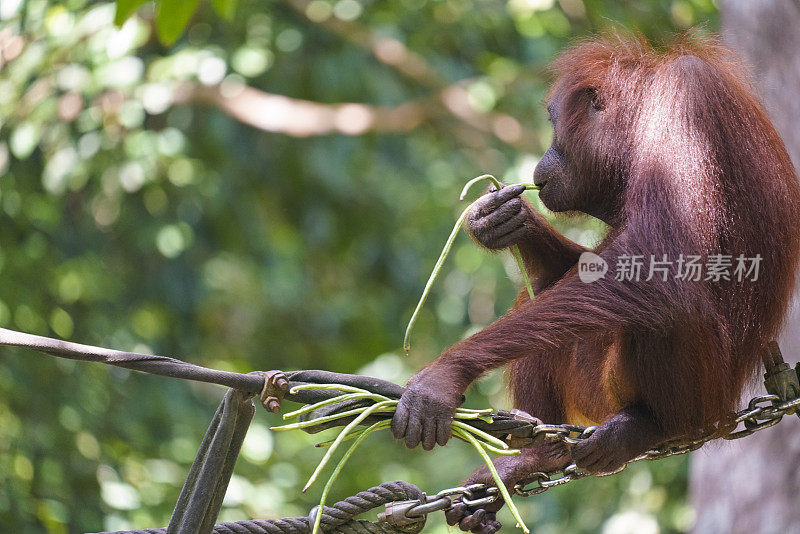 在马来西亚婆罗洲丛林的食物平台上吃东西的野生猩猩