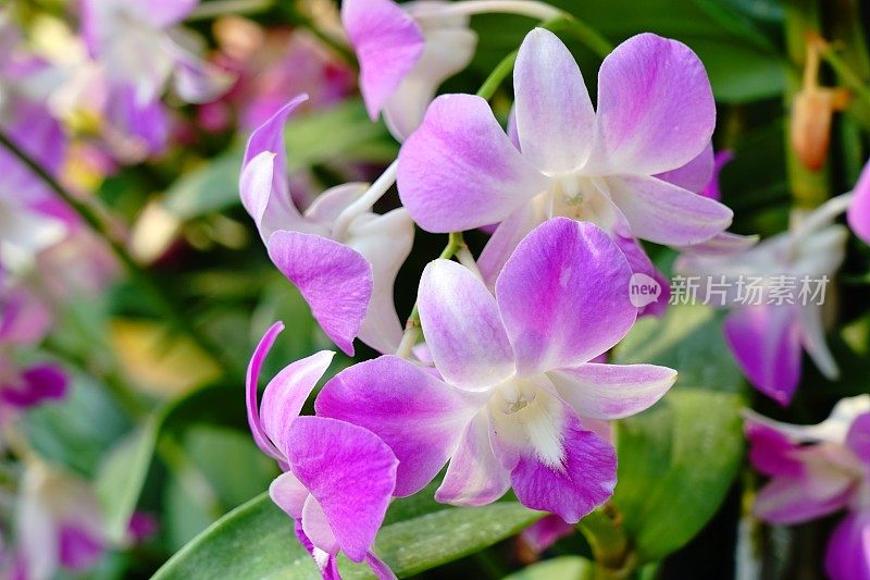 紫色和白色的新鲜石斛兰花