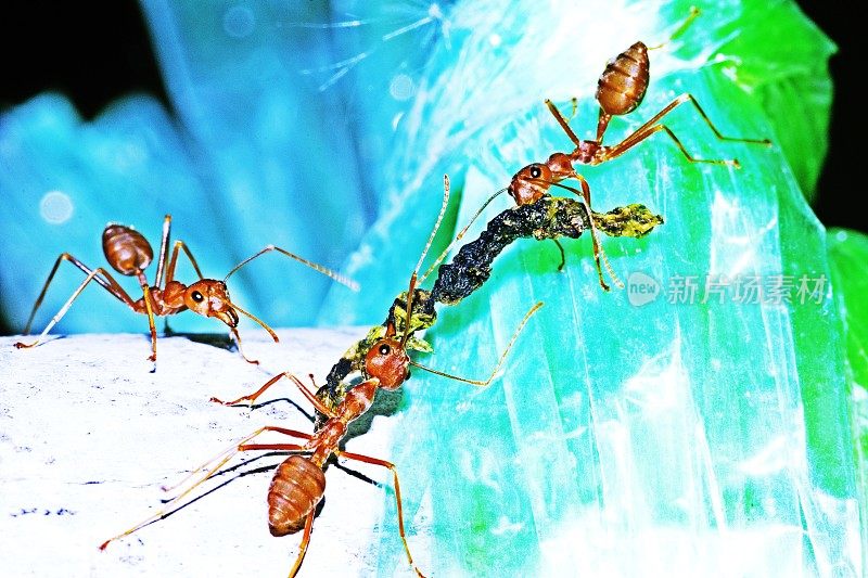 蚂蚁帮助搬运食物――团队合作。