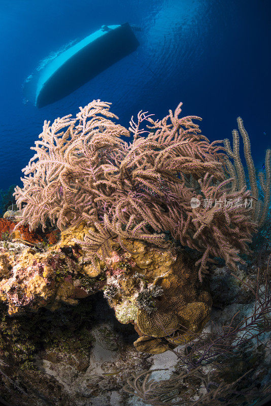 加勒比海海洋生物