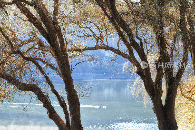 湖雾鸭剪影照亮宁静的景象树