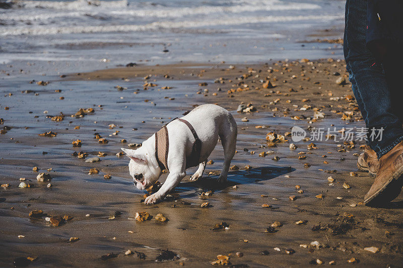 一只法国斗牛犬在英国怀特岛的康普顿海滩探险