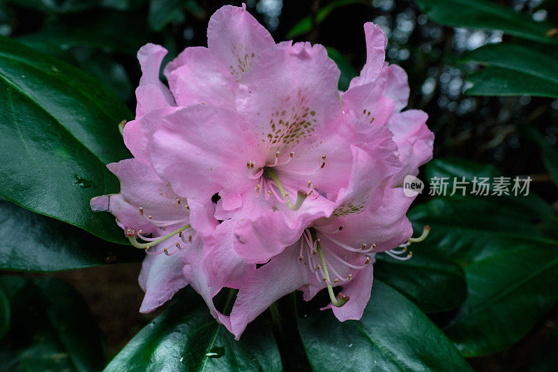 杜鹃珍妮特・布莱尔