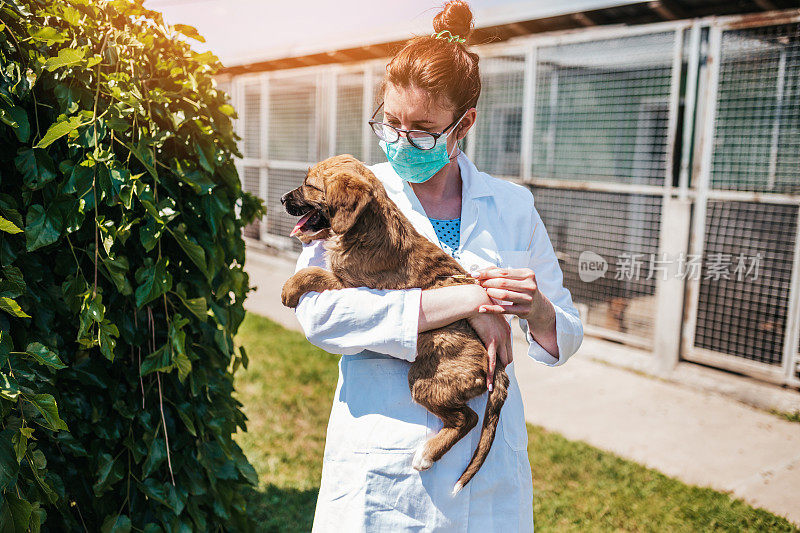 动物收容所的兽医正在检查狗的健康状况。