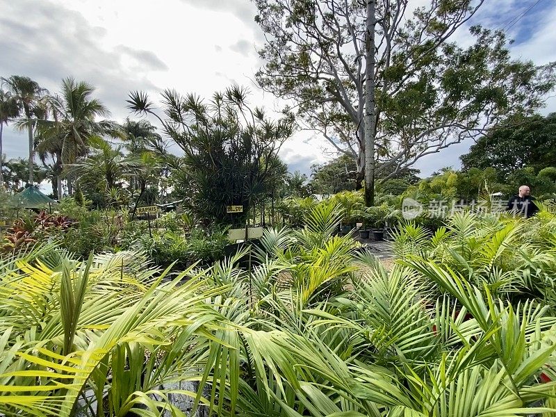 热带植物苗圃