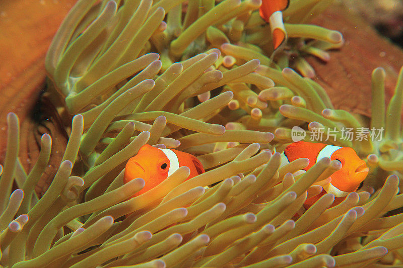 热带咸水珊瑚园中的小丑鱼、海葵鱼