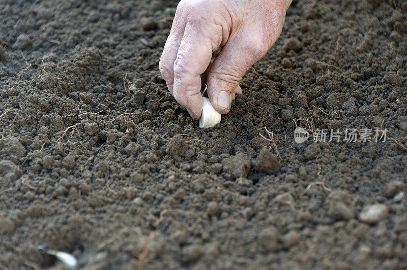 种植大蒜