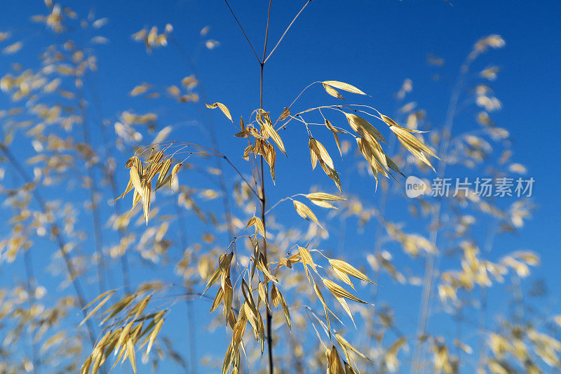 观赏草大针茅-巨羽草