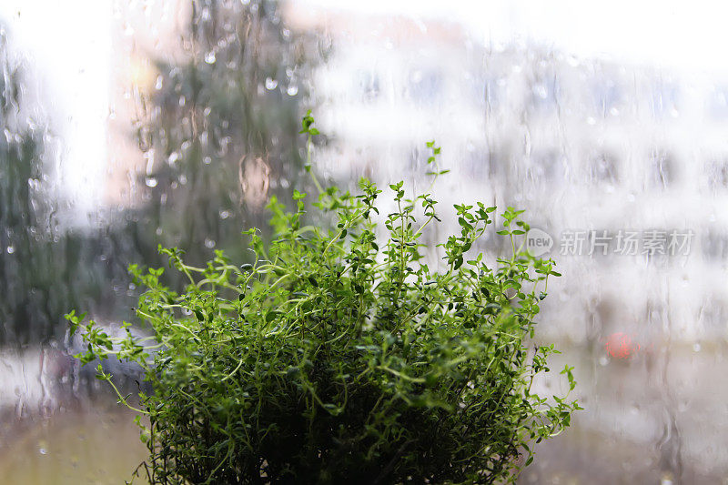 下雨天湿雾窗玻璃背景上，窗台上的花盆里种着绿色百里香。