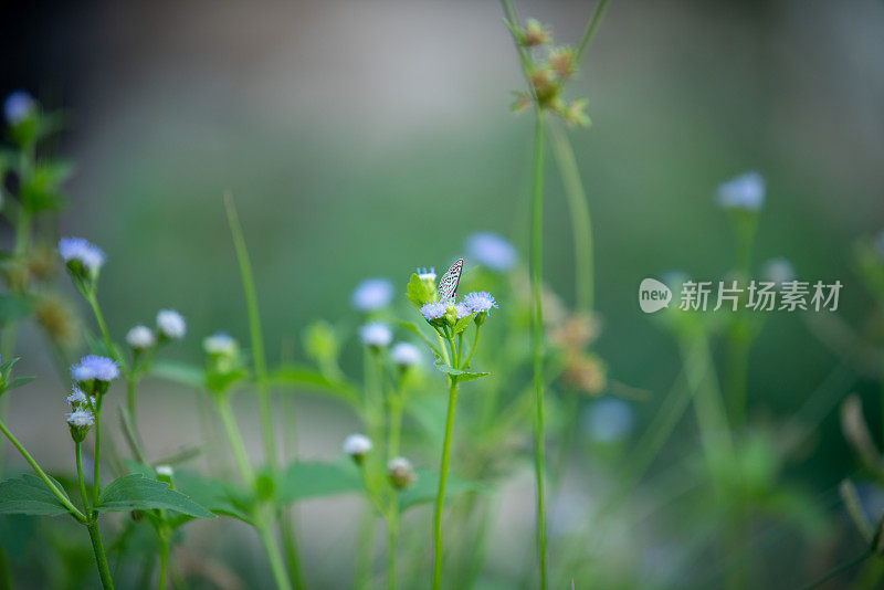 近距离观察有蝴蝶的野花