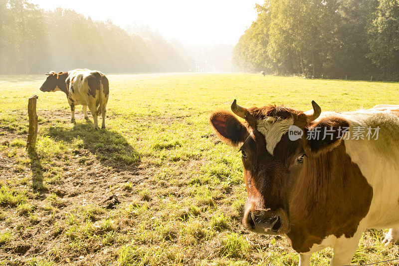 秋天日出时，荷兰人在草地上用皮带束住湖上的草原牛