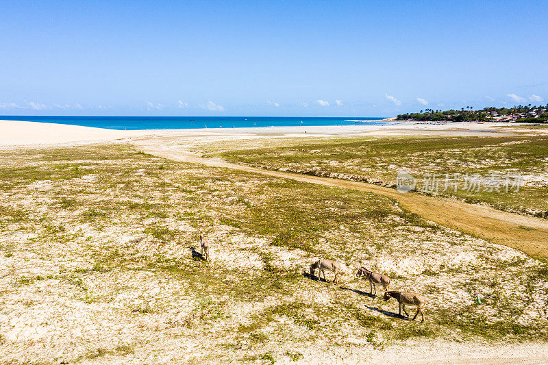 高角度的沙丘在Jericoacoara，塞阿拉，巴西