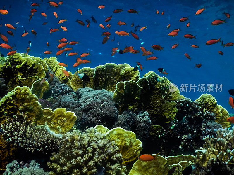 在埃及潜水时，有美丽多彩的珊瑚和许多鱼