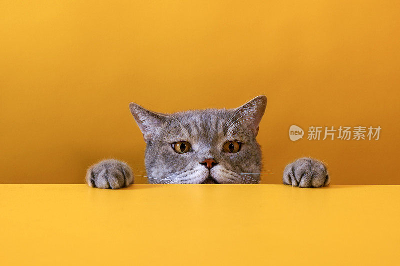 大眼睛调皮的肥胖猫看着目标。黄色和橙色背景色