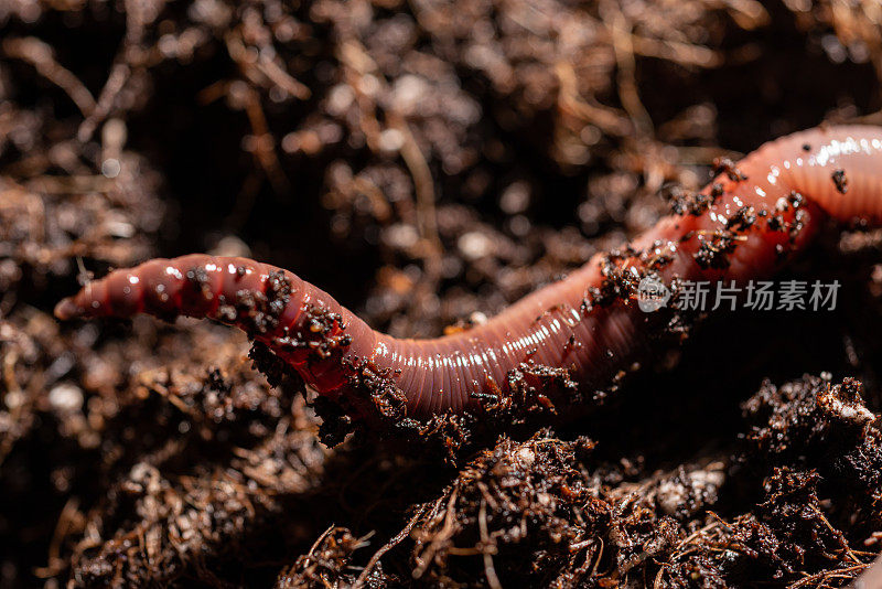 盆栽土壤中的蚯蚓