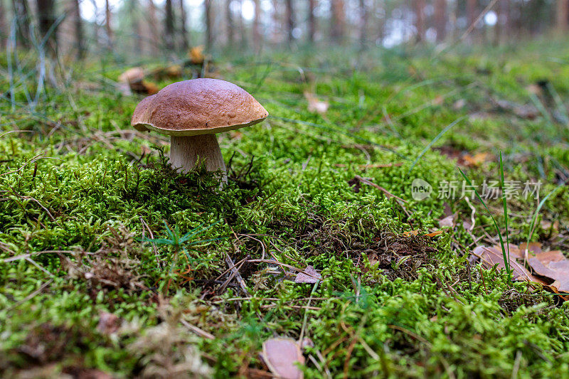 在森林中的苔藓中的单湾豆孢蘑菇