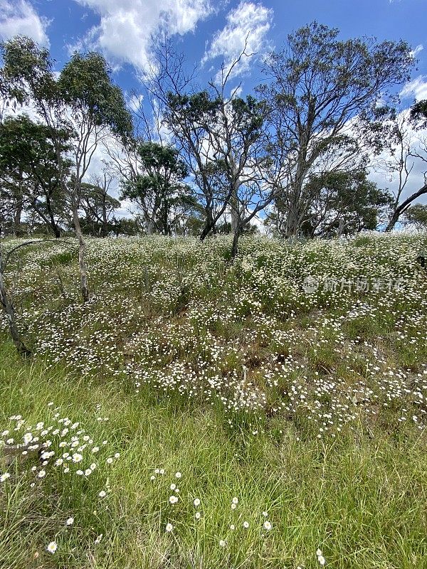 黛西菲尔德在新南威尔士州农村附近的Tenterfield