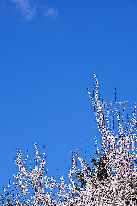 立春。梅树枝干，背景为湛蓝的天空。巴伐利亚,德国。