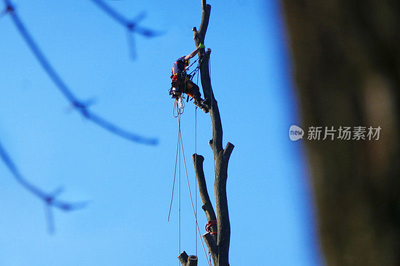 树木学家，树木外科医生，攀登者在榆树的树冠上工作，并在树枝上索绳。成年雄鲸穿戴着全套安全装备，绳索，天气晴朗。