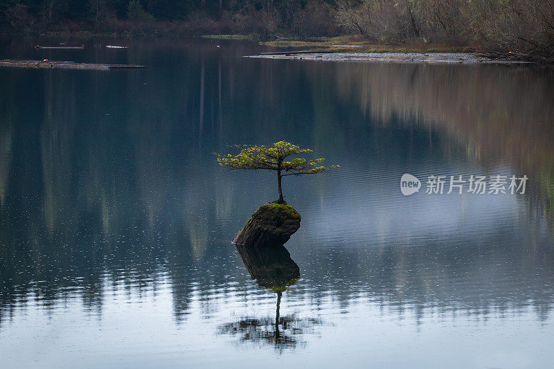 仙女湖树