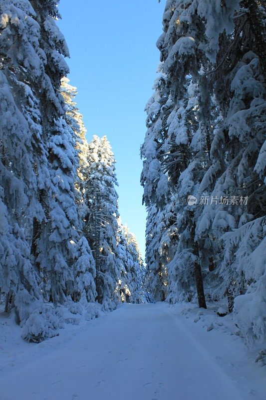 博鲁雪松Köroğlu山