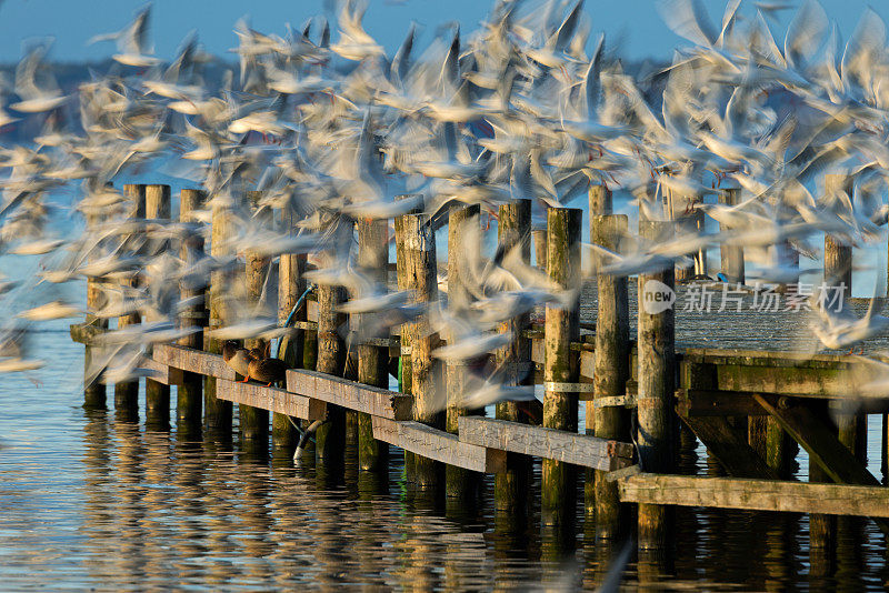一群海鸥在码头上空模糊地飞翔