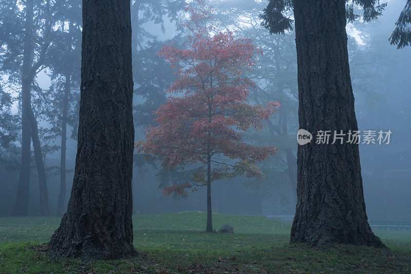 雾中的灯塔山公园