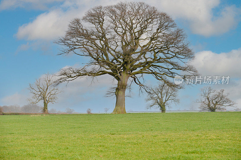 大自然在冬天的美丽，一棵光秃秃的树威严地矗立在英国乡村。