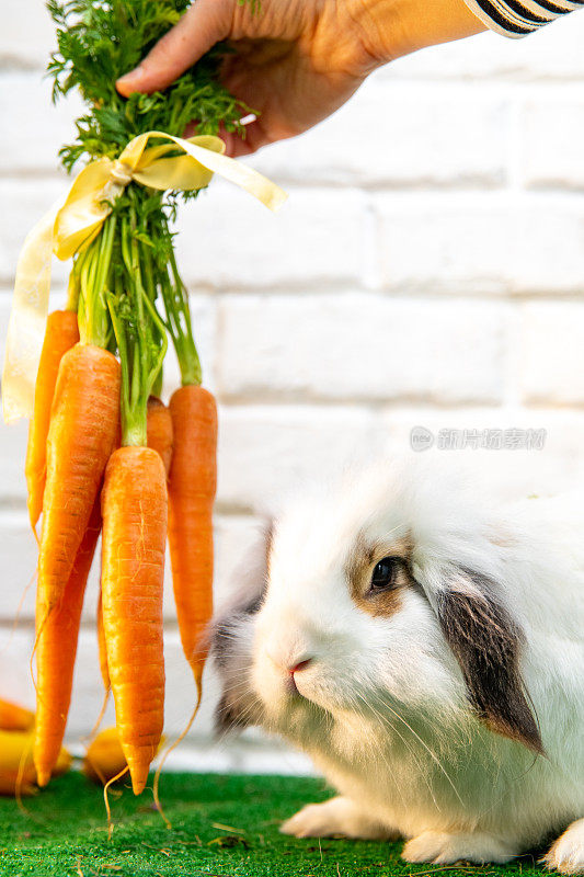 小白兔，胡萝卜和绿色蔬菜。