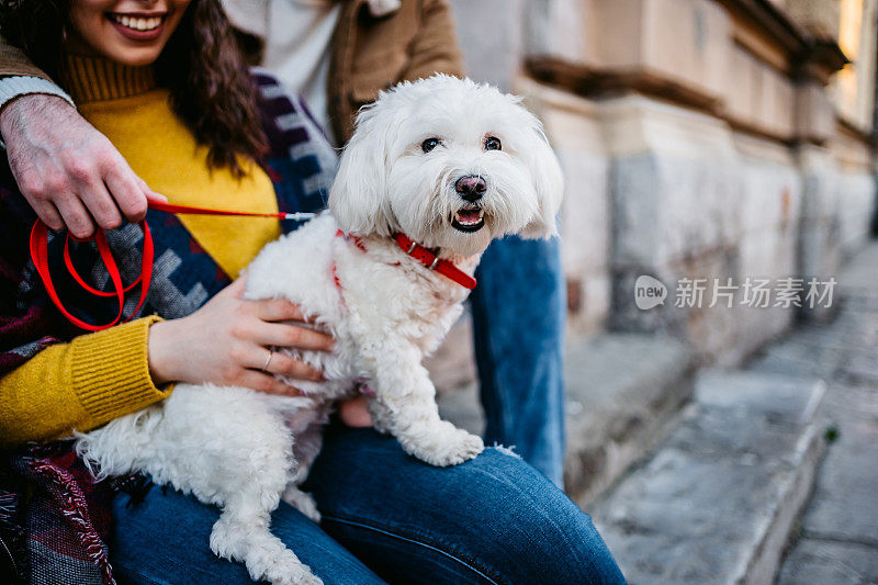 马耳他狗站在女人的腿上