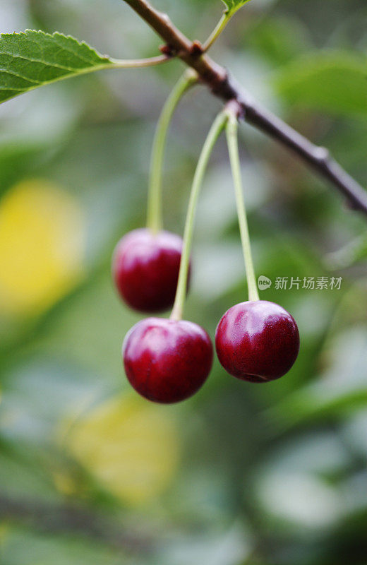 雨后果实累累的樱桃树