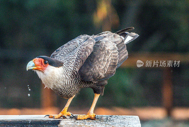 巴西潘塔纳尔的冠加拉加斯